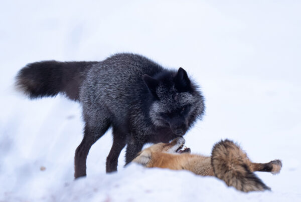 Cross fox interacting with red fox in the snow at Nanuk Polar Bear Lodge. Christoph Jansen / ArcticWild.net photo.