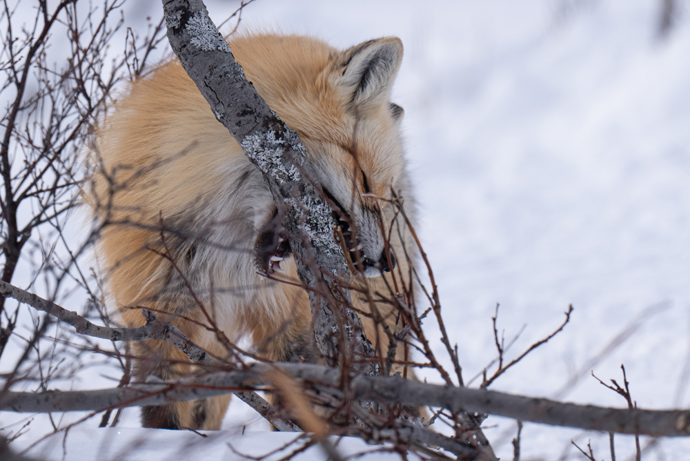 Red fox sharpening teeth on a tree branch at Nanuk Polar Bear Lodge. Christoph Jansen ArcticWild.net photo.
