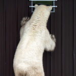 3rd Place - People's Choice - Susan Bradfield - Birds, Bears & Belugas - Seal River Heritage Lodge