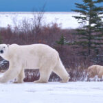 2nd Place - People's Choice - Sheri Vaughan - Cloud Wolves of the Kaska Coast - Nanuk Polar Bear Lodge