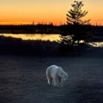 1st Place - People's Choice - Steve Pressman - Fall Dual Lodge Safari - Seal River & Nanuk Polar Bear Lodge