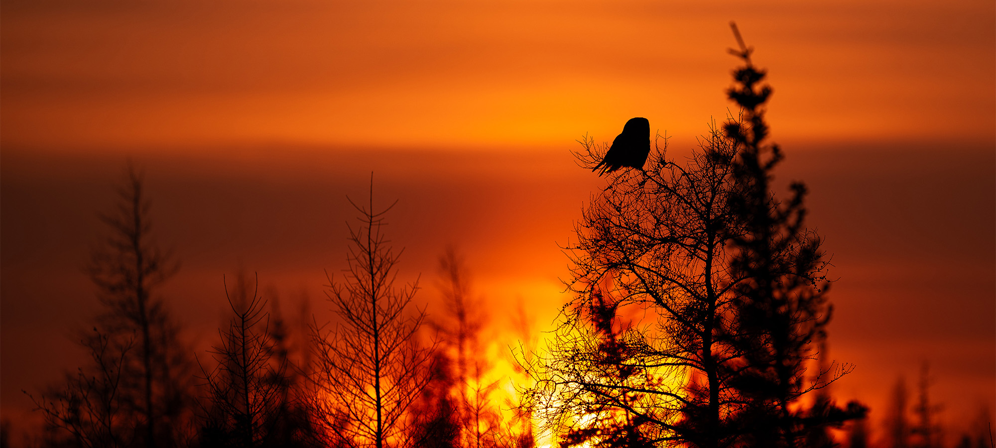 Churchill Wild 2025 Guest Photo Contest Winners