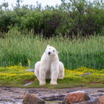 Honourable Mention - Polar Bear - Susan Bradfield - Birds, Bears & Belugas - Seal River Heritage Lodge