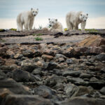 Honourable Mention - Polar Bear - Ted Brolin - Birds, Bears & Belugas - Seal River Heritage Lodge