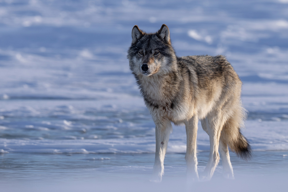 Lone wolf watching us at Nanuk Polar Bear Lodge. Christoph Jansen / ArcticWild.net photo.