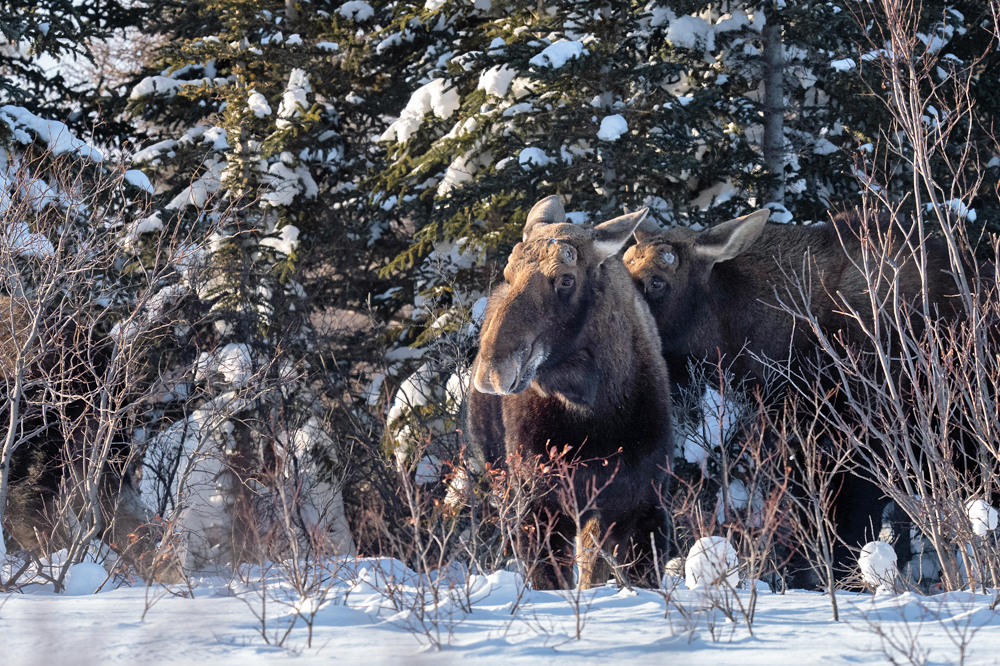 Moose friends in the boreal forest at Nanuk Polar Bear Lodge. Fabienne Jansen / ArcticWild.net photo.