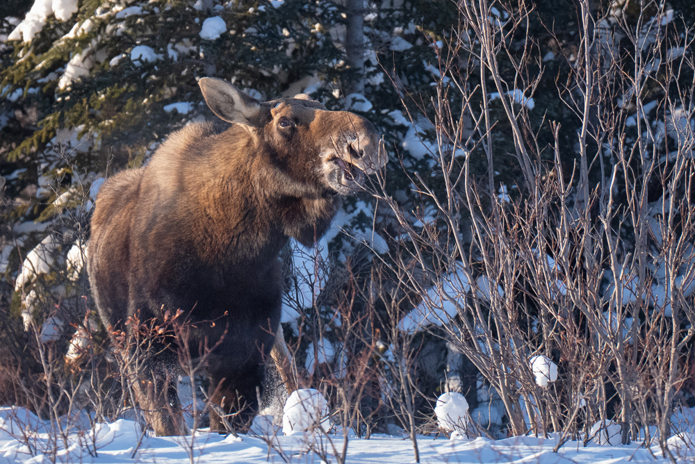 Moose snacking on frozen willows at Nanuk Polar Bear Lodge. Fabienne Jansen / ArcticWild.net photo.