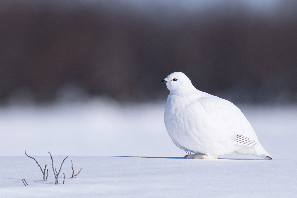 Ptarmigan perfectly posed in snow. Nanuk Polar Bear Lodge. Christoph Jansen / ArcticWild.net photo.