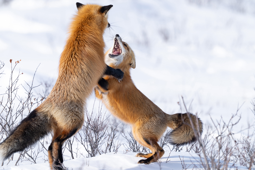 Red fox fight at Nanuk Polar Bear Lodge. Who's winning now? Fabienne Jansen / ArcticWild.net photo.