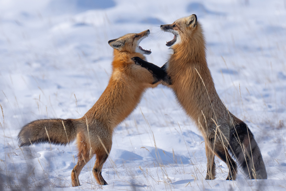 Red foxes fighting at Nanuk Polar Bear Lodge. Christoph Jansen /ArcticWild.net photo.
