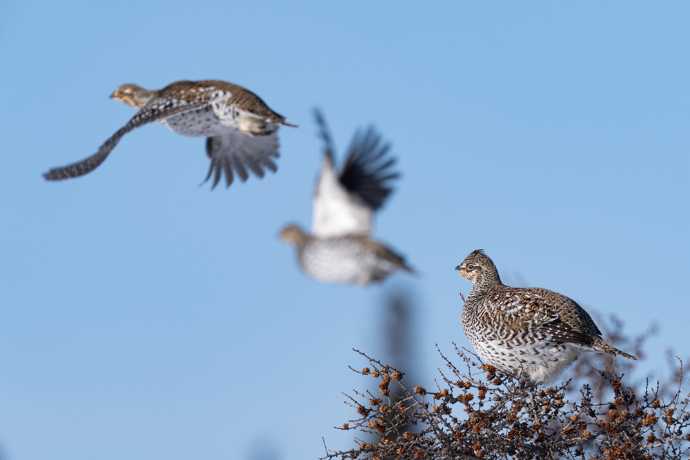 Sharp-tailed grouse and friends. Nanuk Polar Bear Lodge. Fabienne Jansen / ArcticWild.net photo.