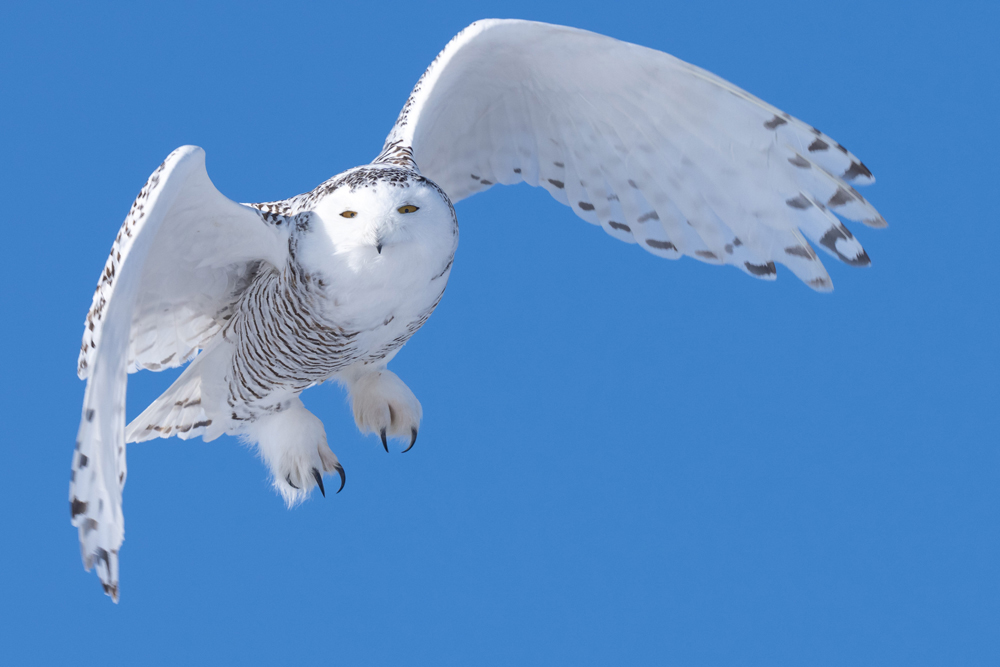 Snowy Owl in flight. Nanu Polar Bear Lodge. Fabienne Jansen / ArcticWild.net photo. 