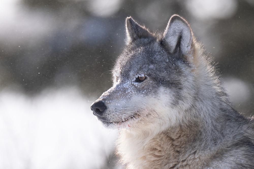 Snowy wolf portrait. Nanuk Polar Bear Lodge. Christoph Jansen / ArcticWild.net photo.