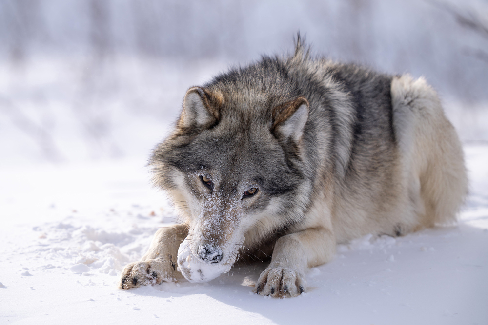 Wolf chewing on frozen snow meatball at Nanuk Polar Bear Lodge. Fabienne Jansen / ArcticWild.net photo.