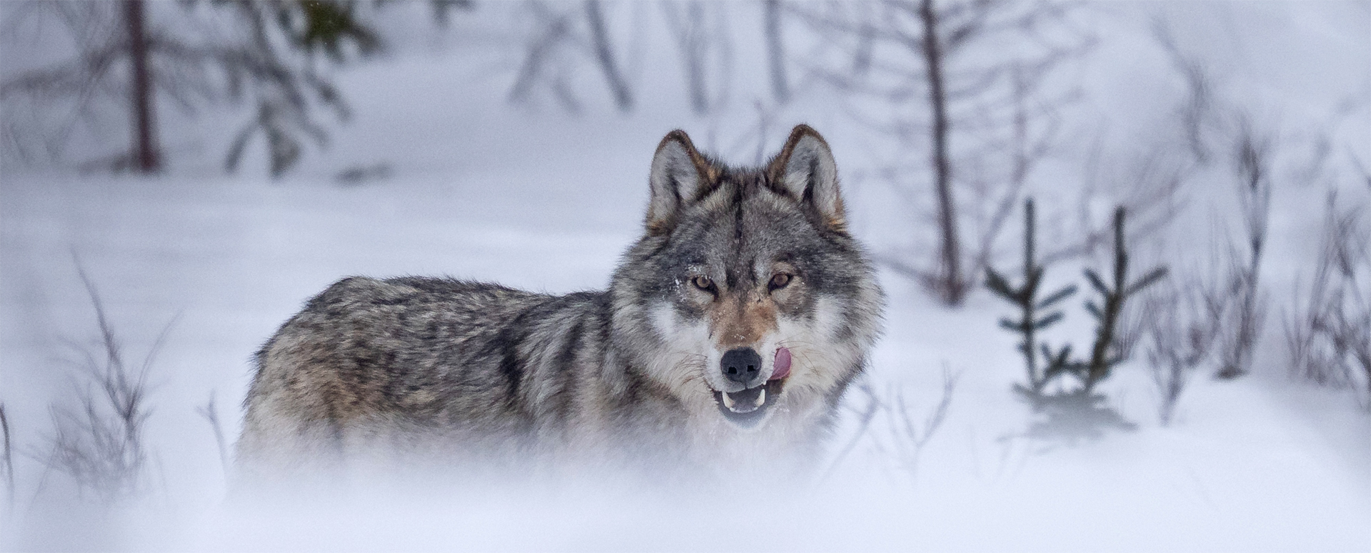 Paying Your Dues at Nanuk Polar Bear Lodge