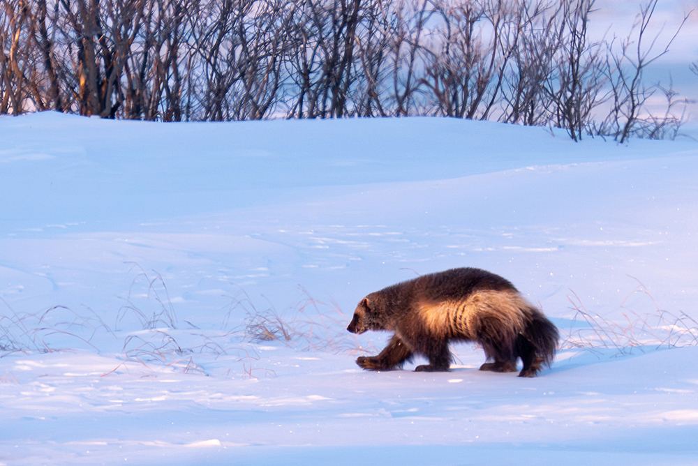 The elusive wolverine out for a walk at Nanuk Polar Bear Lodge. Fabienne Jansen / Arctic Wild.net photo.