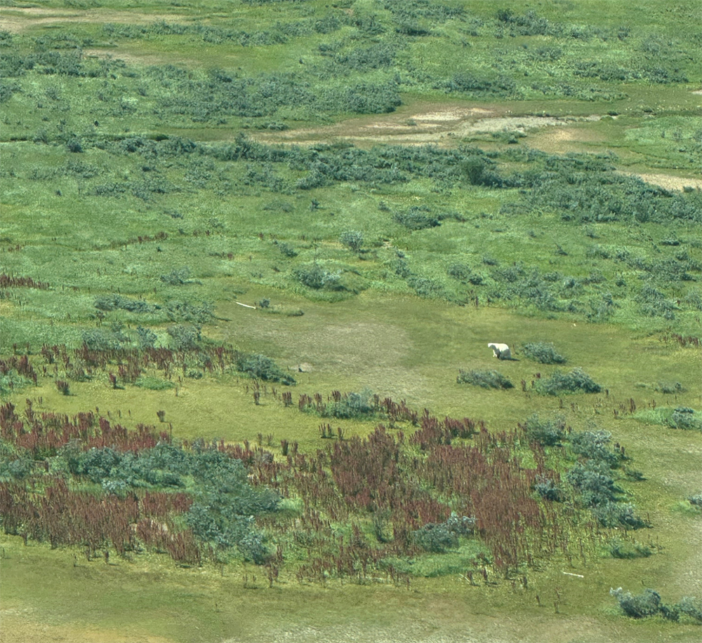 A bear from the air at Nanuk.