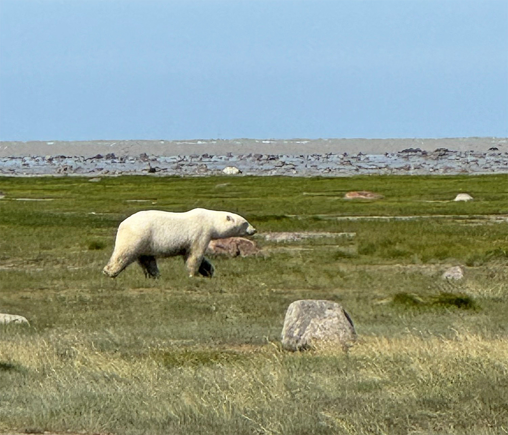 Bear on the move at Nanuk.