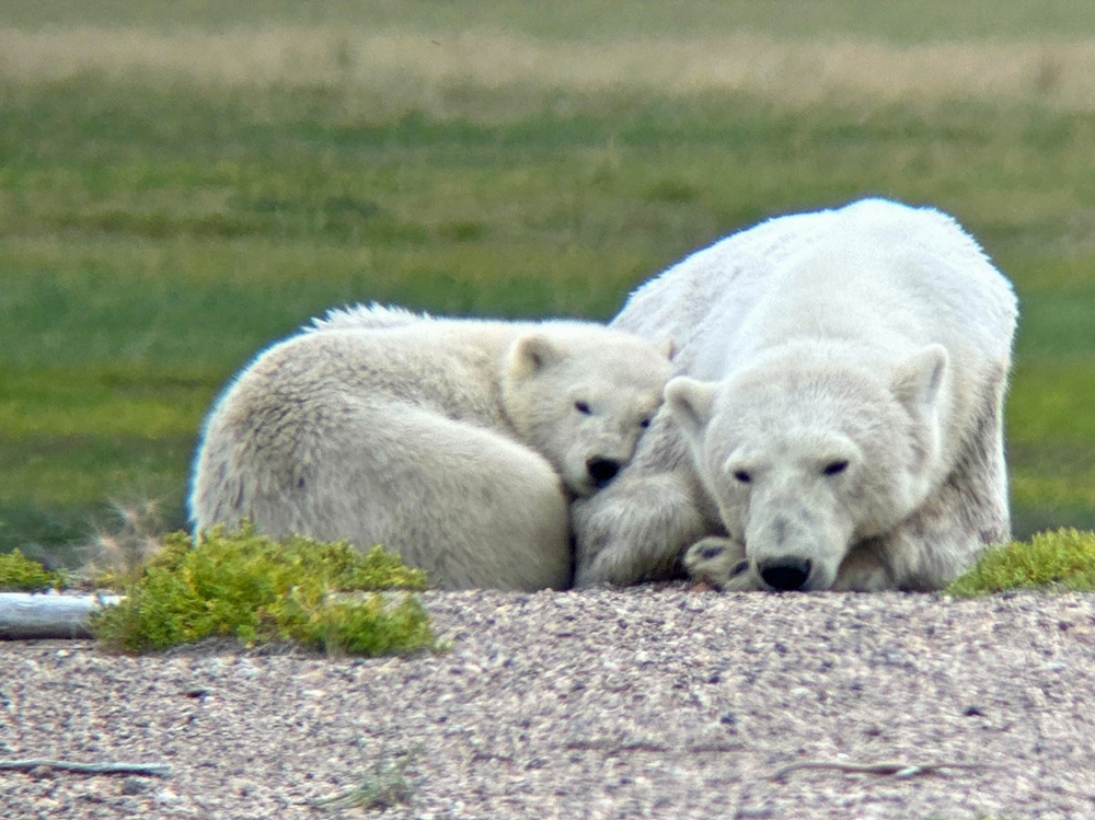 Mom and cub relaxing on a beach ridge at Nanuk. Carolyn Hanson photo.