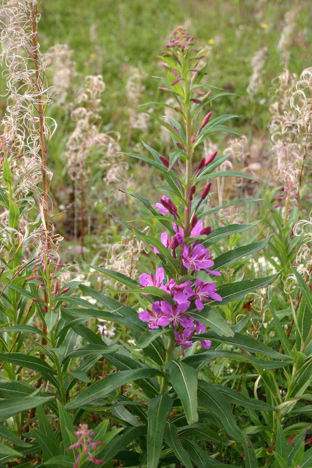 Broad-leaved fireweed at Seal River. Dr. Diana Robson photo.