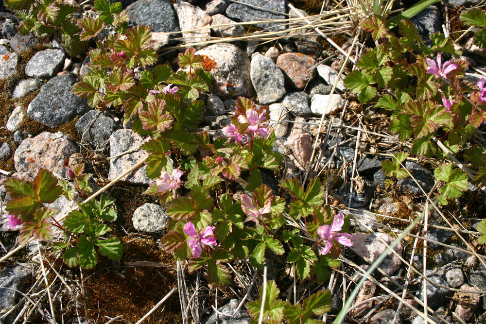 Cloudberries at Seal River. Dr. Diana Robson photo.