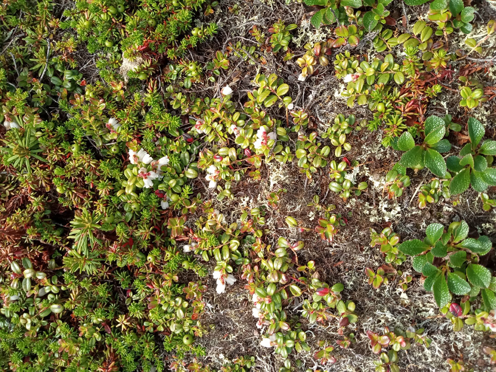 Dry-ground cranberries at Seal River. Diana Robson photo.