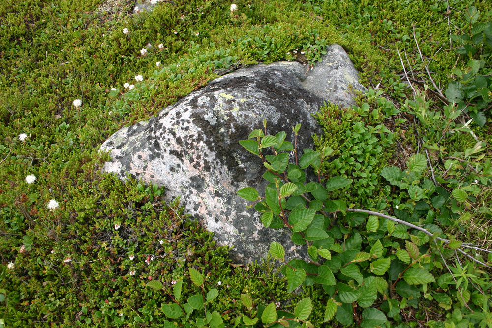 Lichen covered rocks at Seal River. Dr. Diana Robson photo.