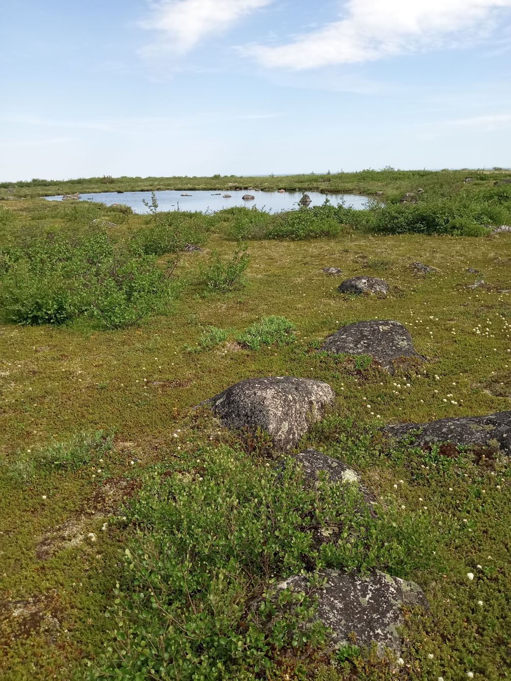 Low Arctic tundra vegetation. Dr. Diana Robson photo.