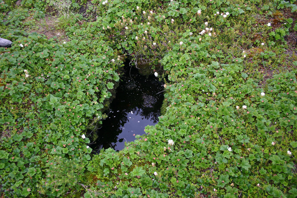 Permafrost at Seal River Heritage Lodge. Dr. Diana Robson photo.