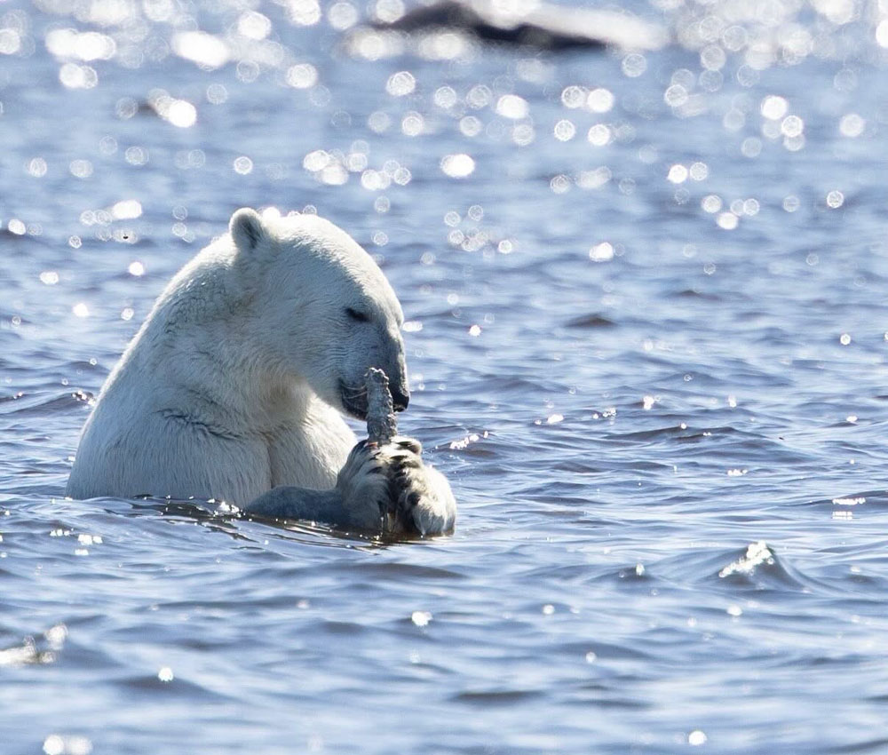 Polar bear enjoying the sunshine the sunshine, and a whale bone, in Hudson Bay, at Seal River Heritage Lodge. Adam Weizbel photo.