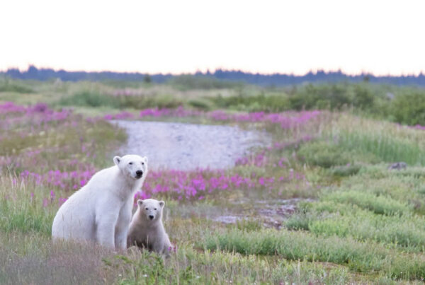 Polar bear mom and cub in July fireweed at Seal River Heritage Lodge. Scott Sugarbaker photo,