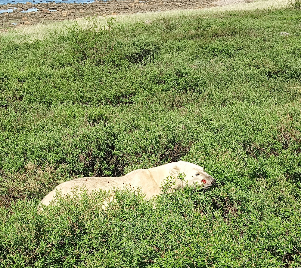 The polar bears were a bonus. Dr. Diana Robson photo.