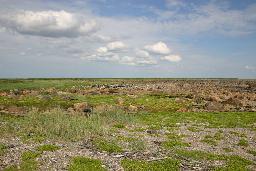 Sea Purslane. Seal River Heritage Lodge. Dr. Diana Robson photo.