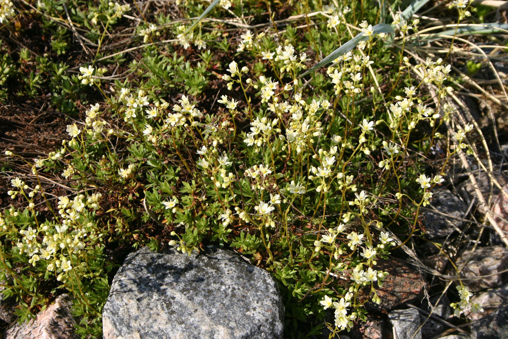 Three-toothed saxifrage at Seal River. Dr. Diana Robson photo