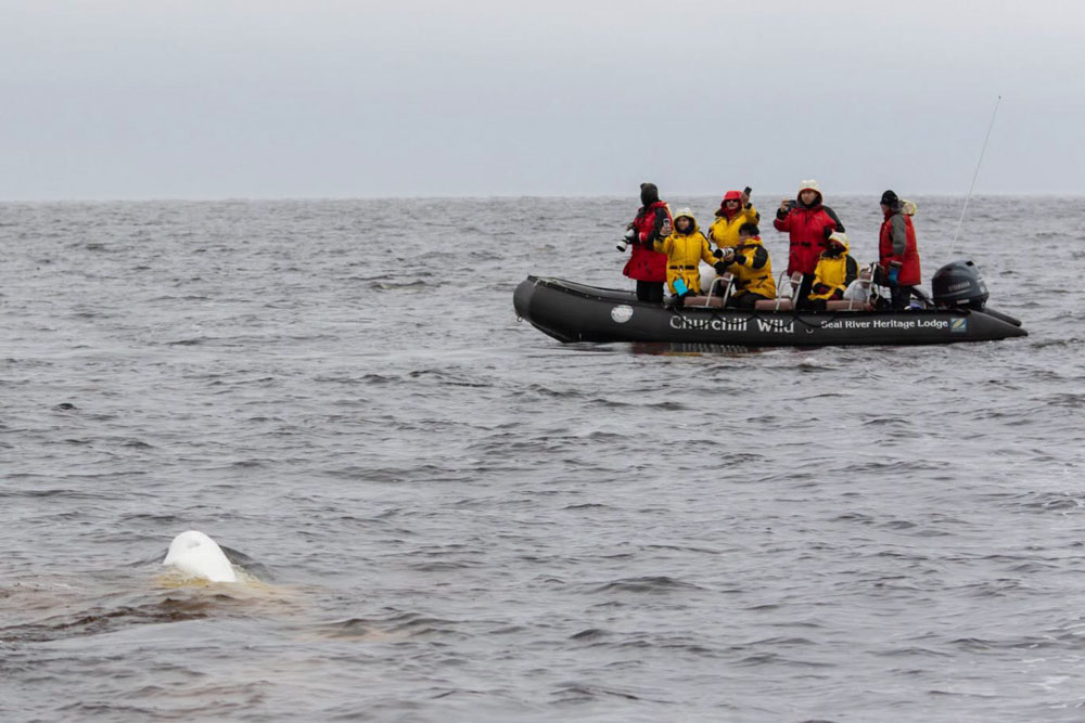 Guests observing beluga whales from Zodiac on Hudson Bay at Seal River Heritage Lodge. Scott Sugarbaker photo.