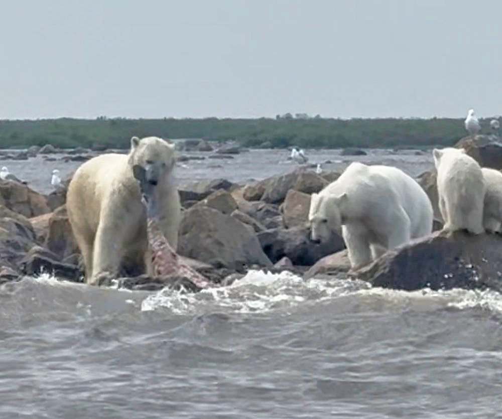 Male polar bear steals beluga whale from mom and cubs at Seal River. Jen Arnold photo.