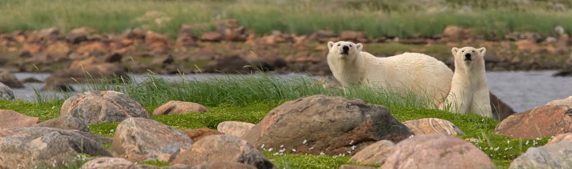 Banner July for Polar Bears, Belugas and Guests at Seal River Heritage Lodge