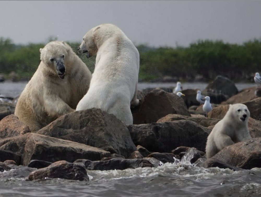 Mom protecting cubs at beluga kill on the rocks at Seal River Heritage Lodge. Adam Zweibel photo.