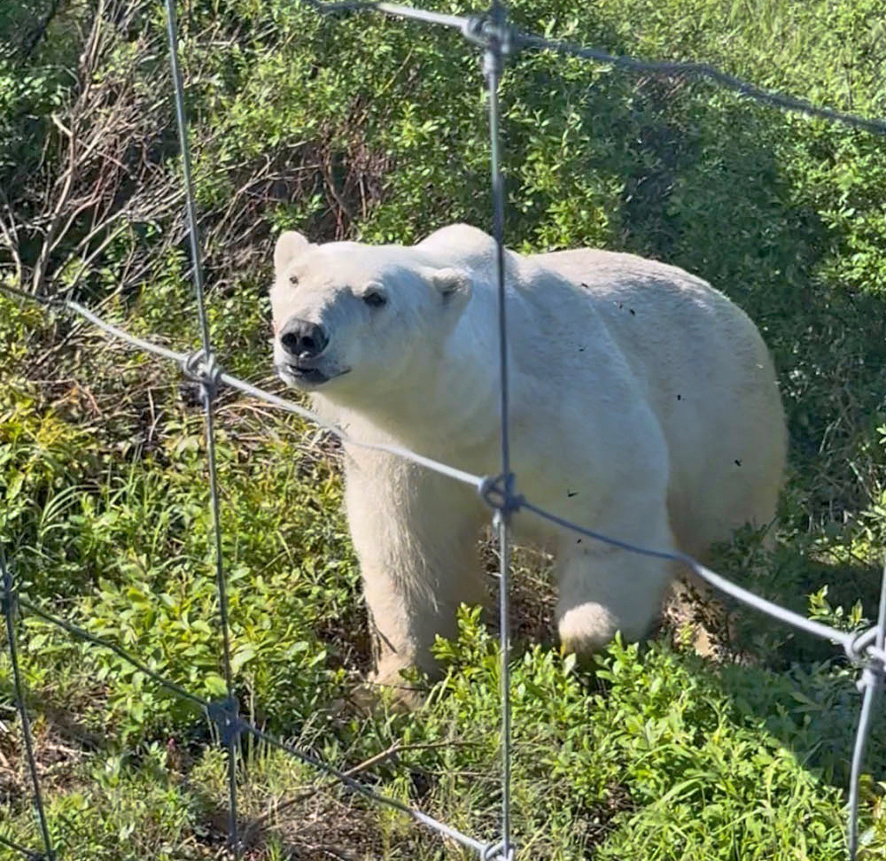 Polar bear outside the fence at Seal River Heritage Lodge. Jen Arnold photo.