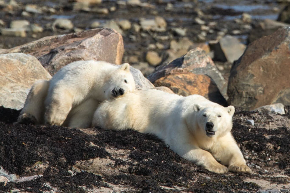 Polar bear cub trying to nap on mom at Seal River Heritage Lodge. Scott Sugarbaker photo.