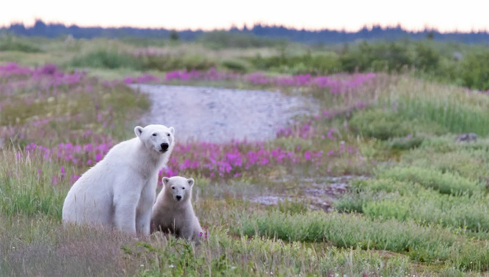Polar bear mom and cub in July fireweed at Seal River Heritage Lodge. Scott Sugarbaker photo.