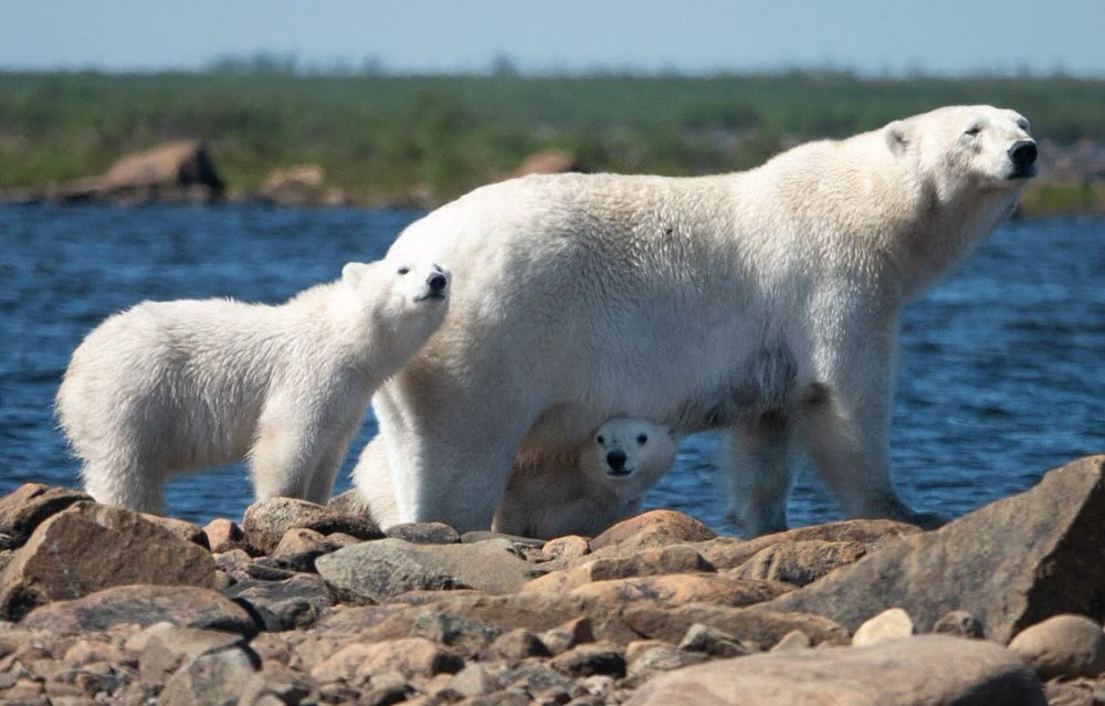 Polar bear mom and cubs enjoying a sunny day on the Hudson Bay coast at Seal River Heritage Lodge. Adam Zweibel photo.