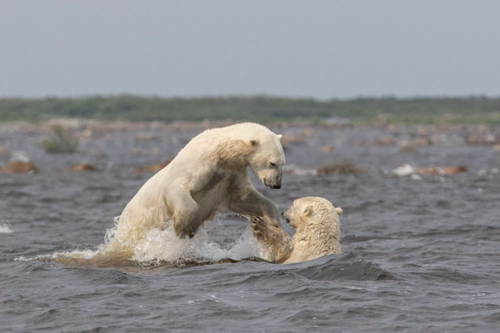 Polar bears playing in the water at Seal River Heritage Lodge. Scott Sugarbaker photo.