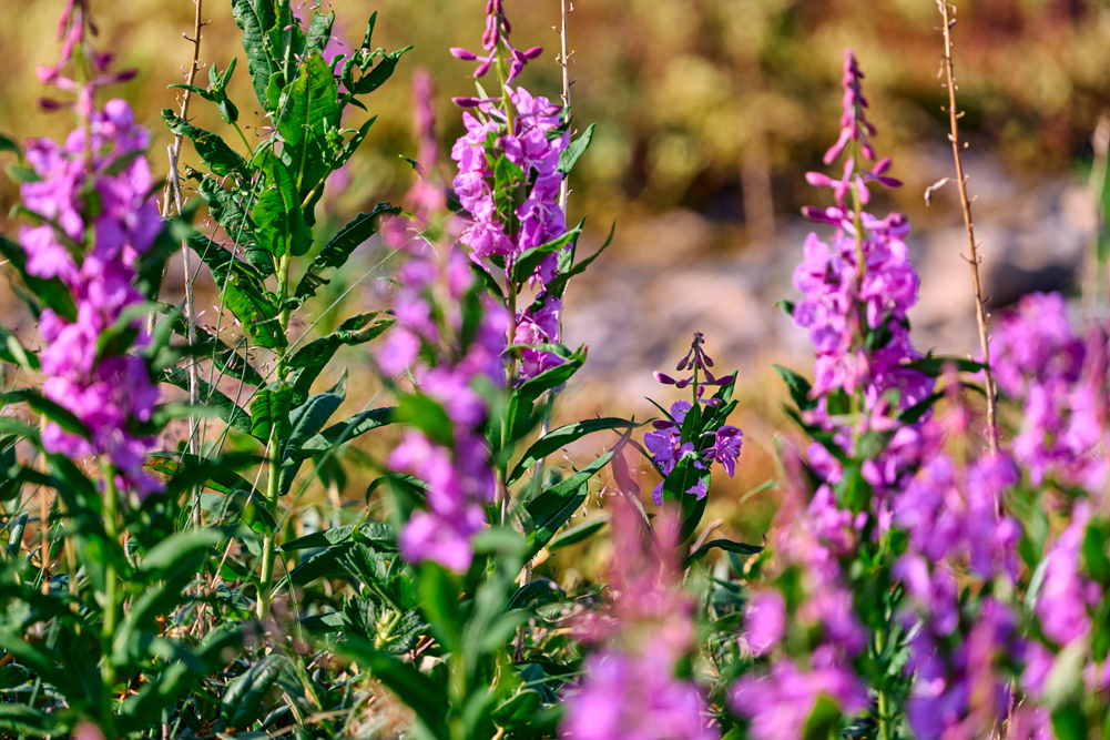 Fireweed at Nanuk Polar Bear Lodge. Jesus Martinez photo.