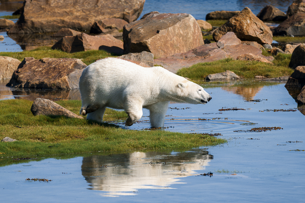 Tripod. Three-legged polar bear at Seal River Heritage Lodge during the summer of 2026. Erin Sobon photo.