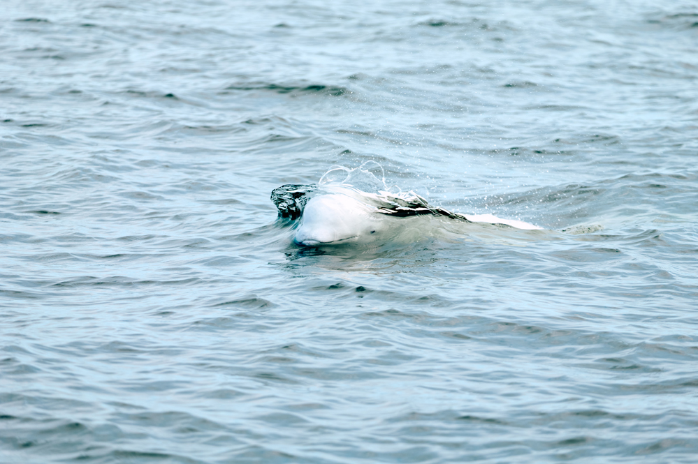 Beluga whales were the highlight of the first day on the Arctic Discovery at Nanuk Polar Bear Lodge. Jesus Martinez photo.