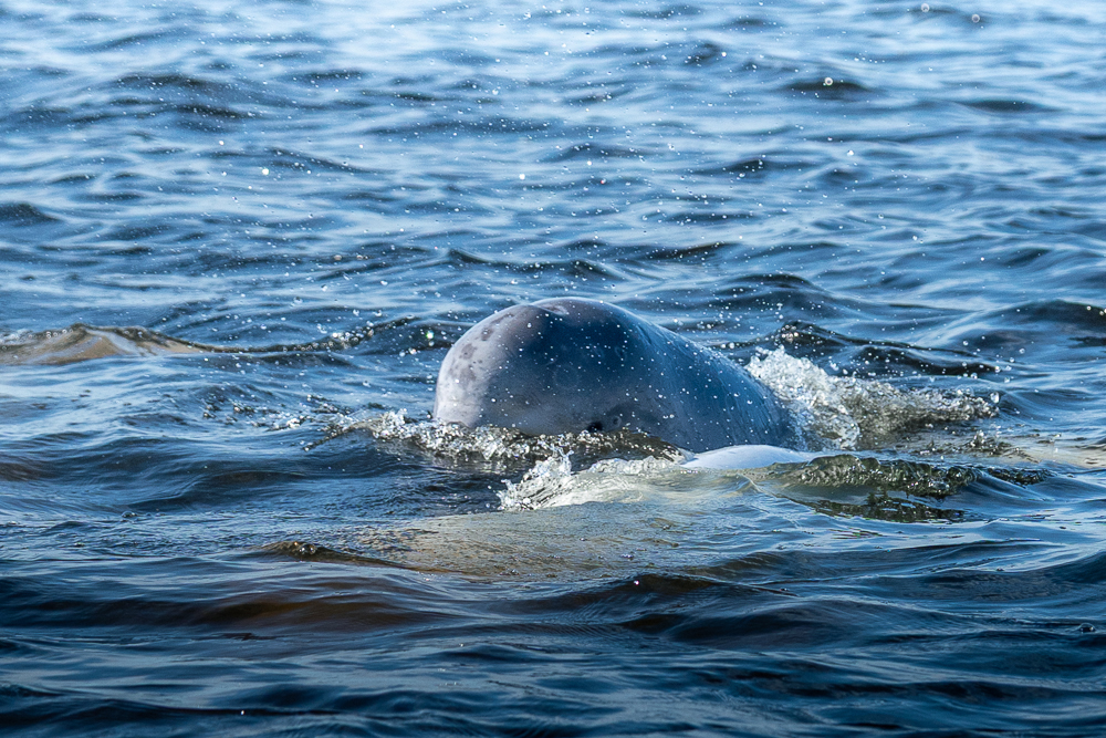 Beluga whale surfacing at Seal River Heritage Lodge. Erin Sobon photo.