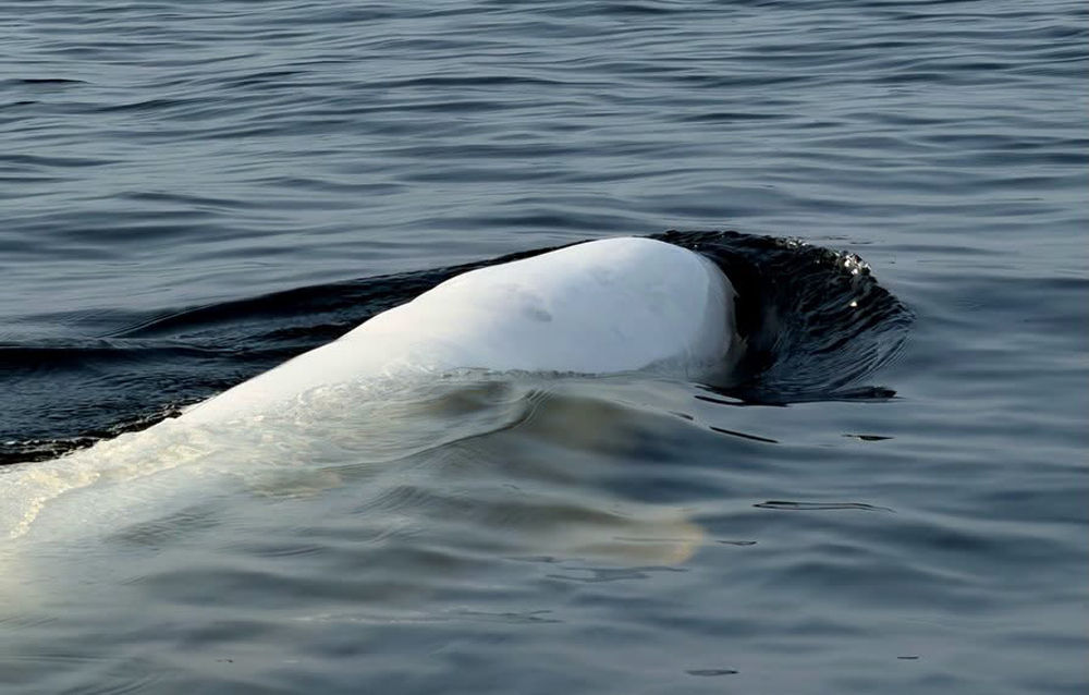 Beluga whale surfacing next to Zodiac at Seal River Heritage Lodge. Phil Davis photo.