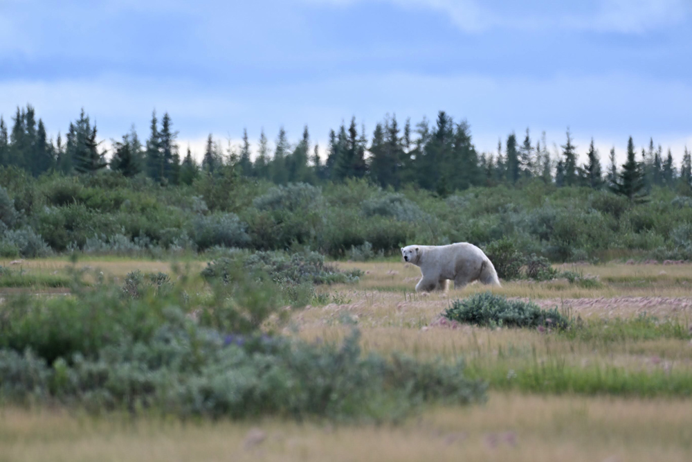 Big bear on the move at Nanuk Polar Bear Lodge.
