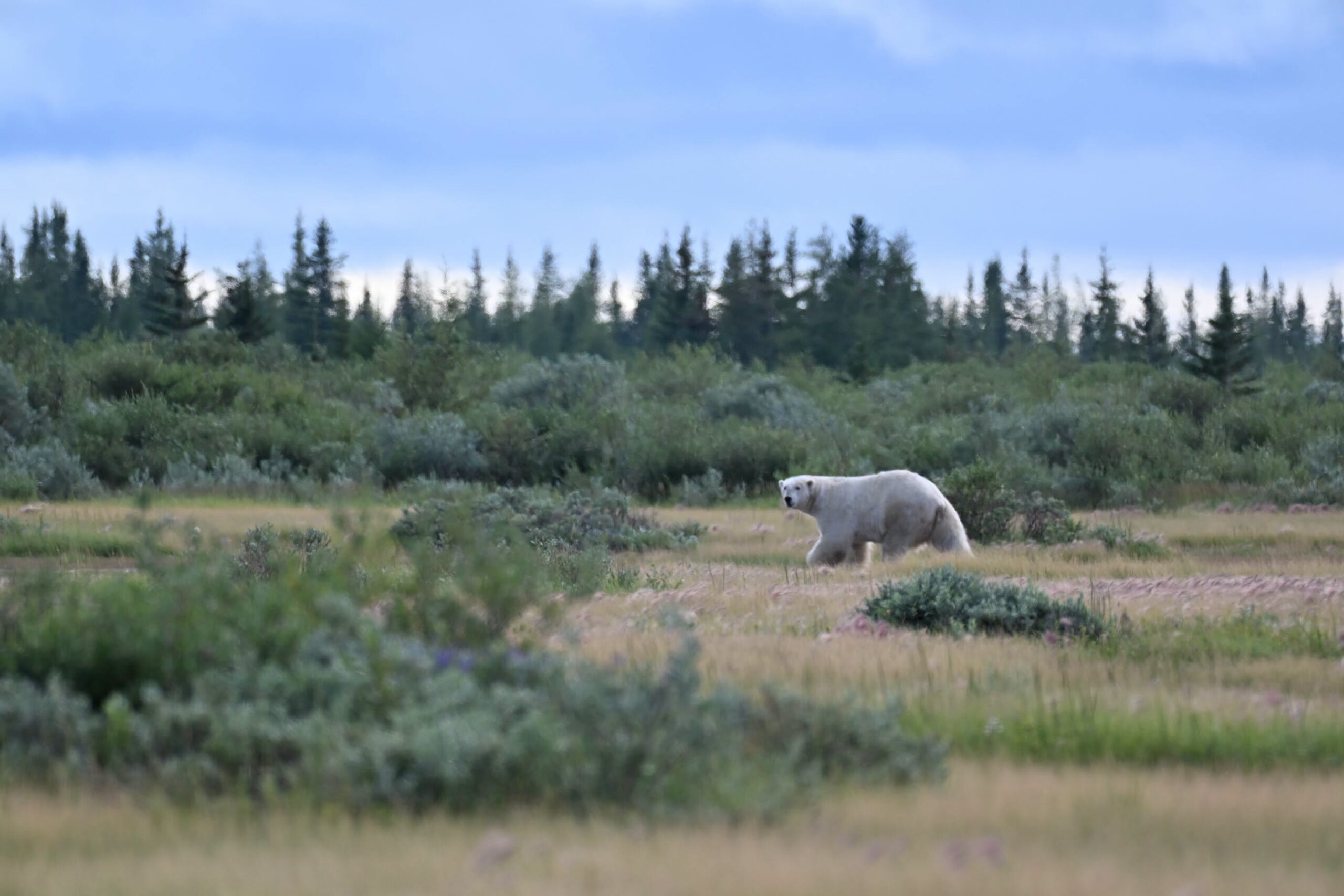 Big polar bear on the move at Nanuk Polar Bear Lodge. Marc Weinberg photo.